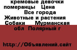 кремовые девочки померанцы › Цена ­ 30 000 - Все города Животные и растения » Собаки   . Мурманская обл.,Полярный г.